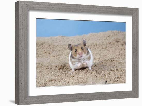 Hamster Digging in Sand-null-Framed Photographic Print