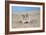 Hamster Digging in Sand-null-Framed Photographic Print