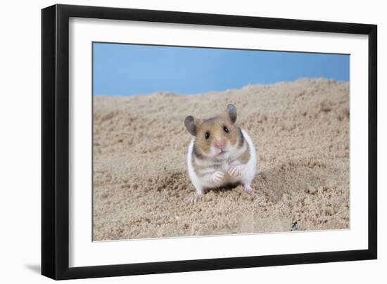 Hamster Digging in Sand-null-Framed Photographic Print