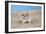 Hamster Digging in Sand-null-Framed Photographic Print