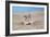 Hamster Digging in Sand-null-Framed Photographic Print