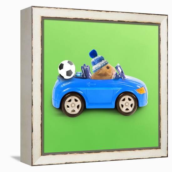 Hamster Driving Miniature Sports Convertible Car-null-Framed Premier Image Canvas