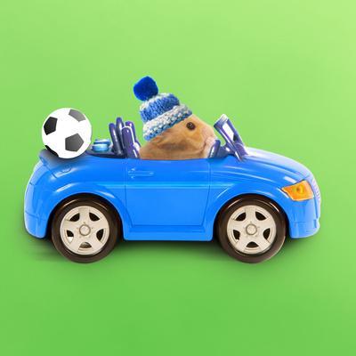 Hamster Driving Miniature Sports Convertible Car' Photographic Print |  Art.com