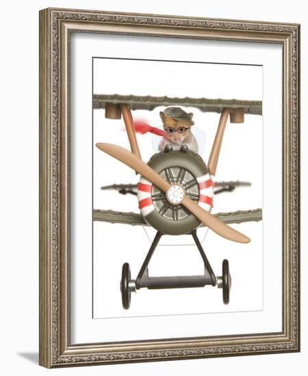 Hamster Flying Aeroplane-null-Framed Photographic Print