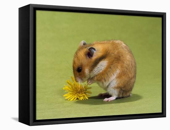Hamster Mini-null-Framed Premier Image Canvas