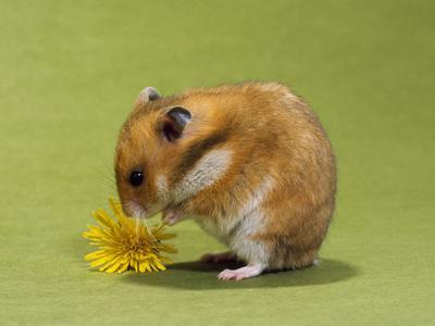 Hamster At Beach Art Print by N Akkash - Fine Art America