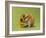 Hamster Mini-null-Framed Photographic Print