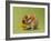 Hamster Mini-null-Framed Photographic Print