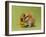 Hamster Mini-null-Framed Photographic Print