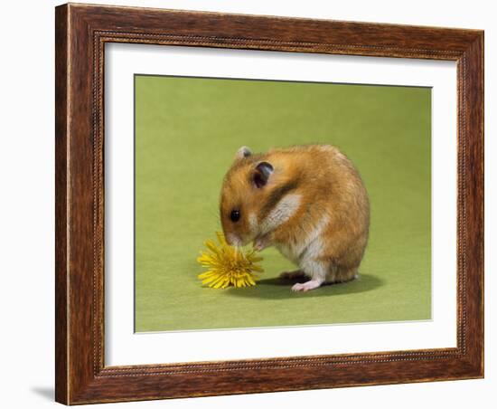 Hamster Mini-null-Framed Photographic Print