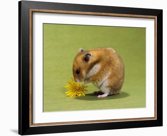 Hamster Mini-null-Framed Photographic Print