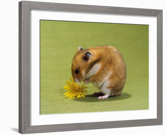 Hamster Mini-null-Framed Photographic Print