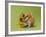 Hamster Mini-null-Framed Photographic Print