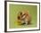 Hamster Mini-null-Framed Photographic Print