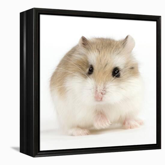 Hamster Roborovski-null-Framed Premier Image Canvas