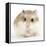 Hamster Roborovski-null-Framed Premier Image Canvas