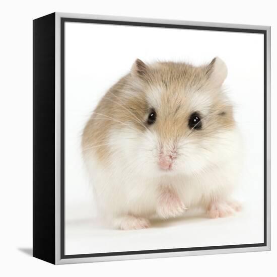 Hamster Roborovski-null-Framed Premier Image Canvas