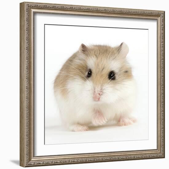 Hamster Roborovski-null-Framed Photographic Print