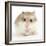 Hamster Roborovski-null-Framed Photographic Print