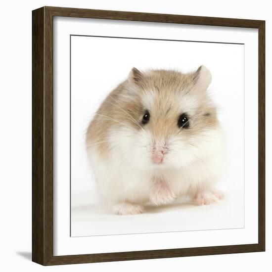 Hamster Roborovski-null-Framed Photographic Print