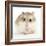 Hamster Roborovski-null-Framed Photographic Print