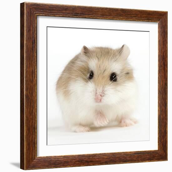 Hamster Roborovski-null-Framed Photographic Print