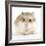 Hamster Roborovski-null-Framed Photographic Print