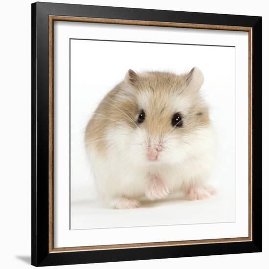 Hamster Roborovski-null-Framed Photographic Print