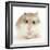 Hamster Roborovski-null-Framed Photographic Print