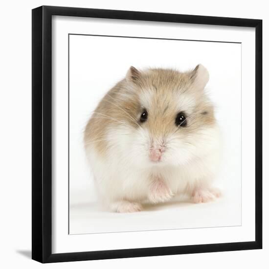 Hamster Roborovski-null-Framed Photographic Print