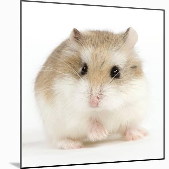 Hamster Roborovski-null-Mounted Photographic Print