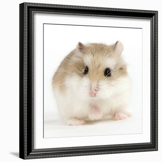 Hamster Roborovski-null-Framed Photographic Print