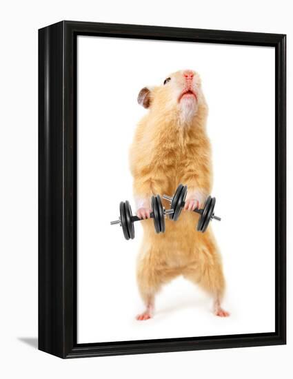 Hamster With Bar Isolated On White-IgorKovalchuk-Framed Premier Image Canvas