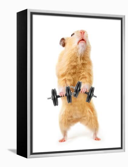 Hamster With Bar Isolated On White-IgorKovalchuk-Framed Premier Image Canvas