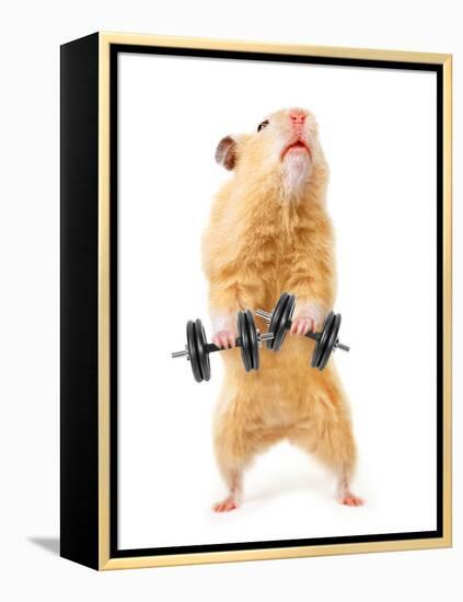 Hamster With Bar Isolated On White-IgorKovalchuk-Framed Premier Image Canvas