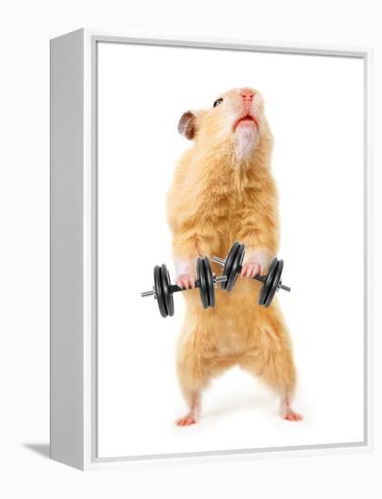 Hamster With Bar Isolated On White-IgorKovalchuk-Framed Premier Image Canvas