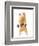 Hamster With Bar Isolated On White-IgorKovalchuk-Framed Photographic Print