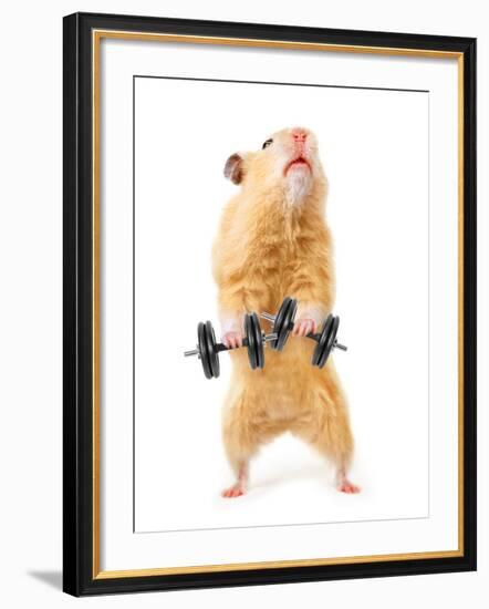 Hamster With Bar Isolated On White-IgorKovalchuk-Framed Photographic Print