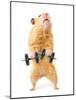 Hamster With Bar Isolated On White-IgorKovalchuk-Mounted Photographic Print