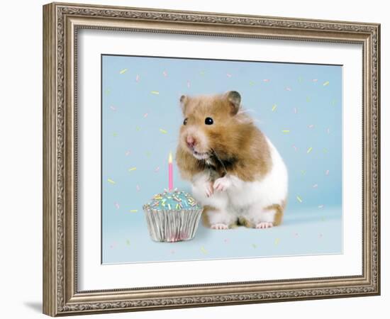 Hamster with Cake and Candle-null-Framed Photographic Print