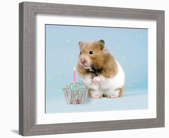 Hamster with Cake and Candle-null-Framed Photographic Print