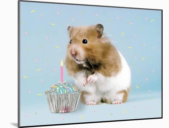 Hamster with Cake and Candle-null-Mounted Photographic Print