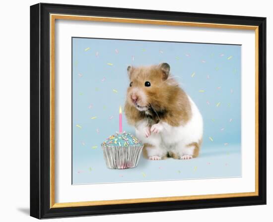 Hamster with Cake and Candle-null-Framed Photographic Print