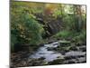 Hamsterley Forest, County Durham, England, United Kingdom, Europe-Mawson Mark-Mounted Photographic Print