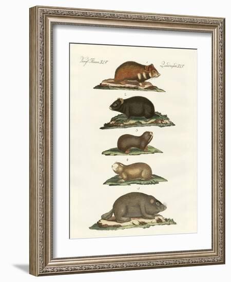 Hamsters and Field Voles-null-Framed Giclee Print