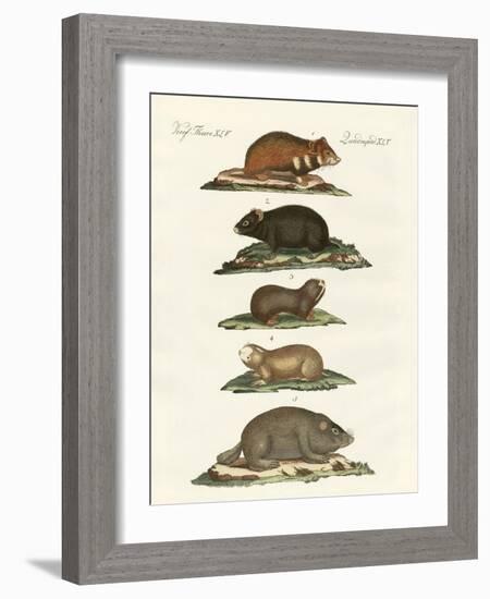 Hamsters and Field Voles-null-Framed Giclee Print