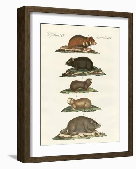 Hamsters and Field Voles-null-Framed Giclee Print