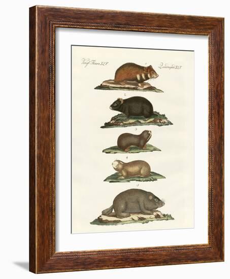 Hamsters and Field Voles-null-Framed Giclee Print