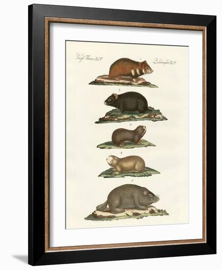 Hamsters and Field Voles-null-Framed Giclee Print