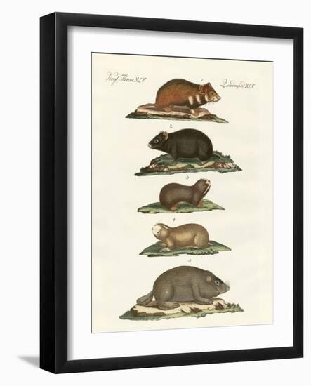 Hamsters and Field Voles-null-Framed Giclee Print